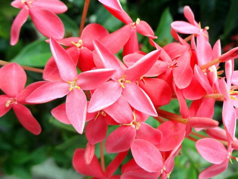 Cluster of Pink Flowers — Vibrant