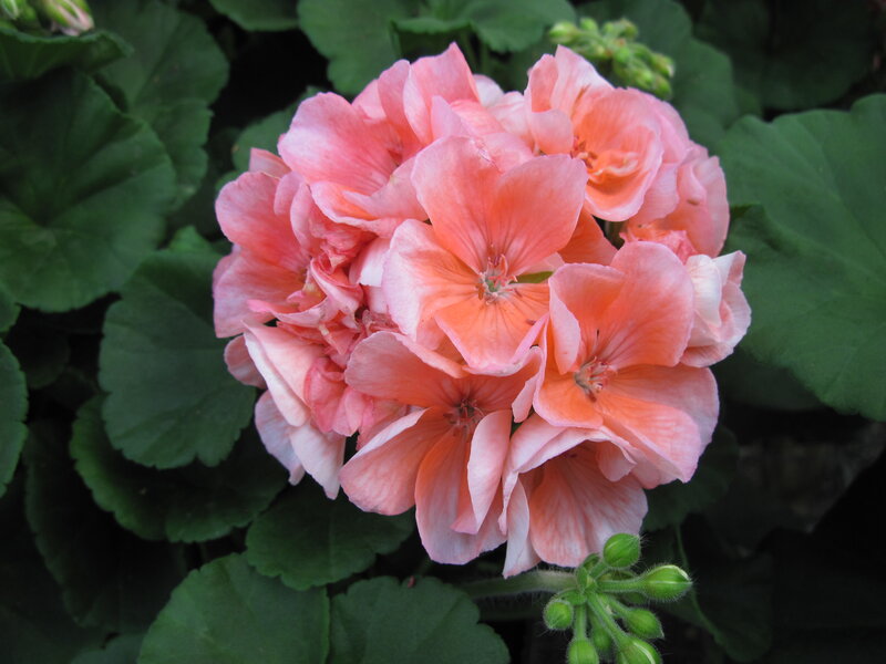 Cluster of Pink Geraniums — Calm, Afternoon