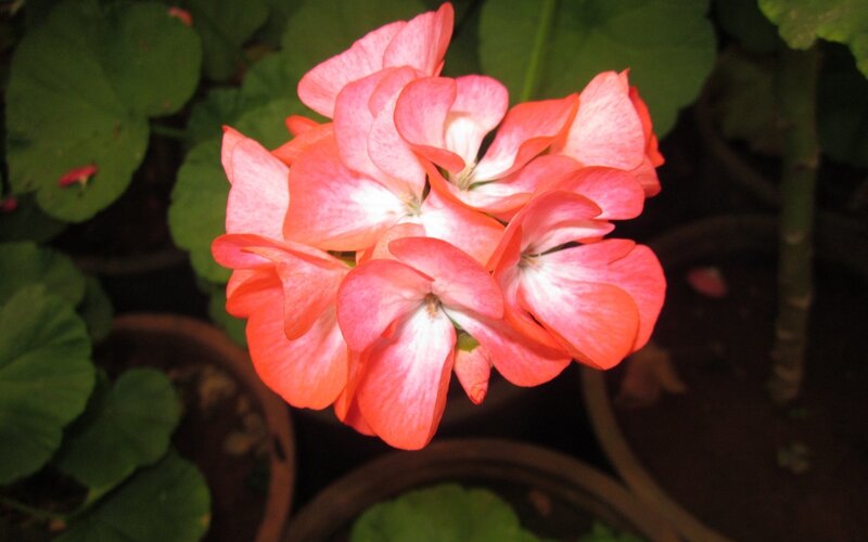 Cluster of Pink Geraniums — Calm, Photograph, Green Leaves