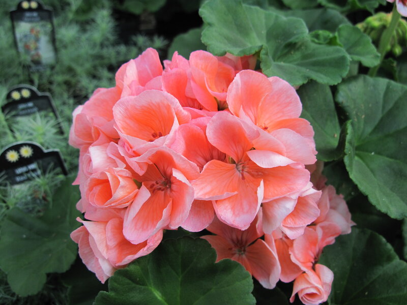 Cluster of Pink Geraniums — Calm, Photograph