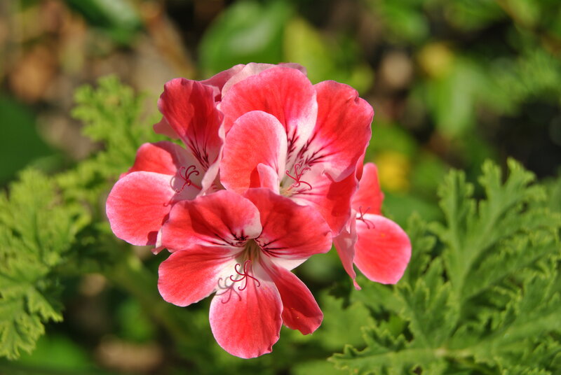 Cluster of Pink Geraniums