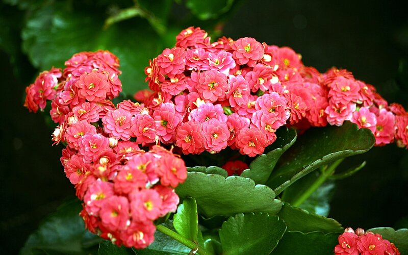 cluster of pink kalanchoe flowers