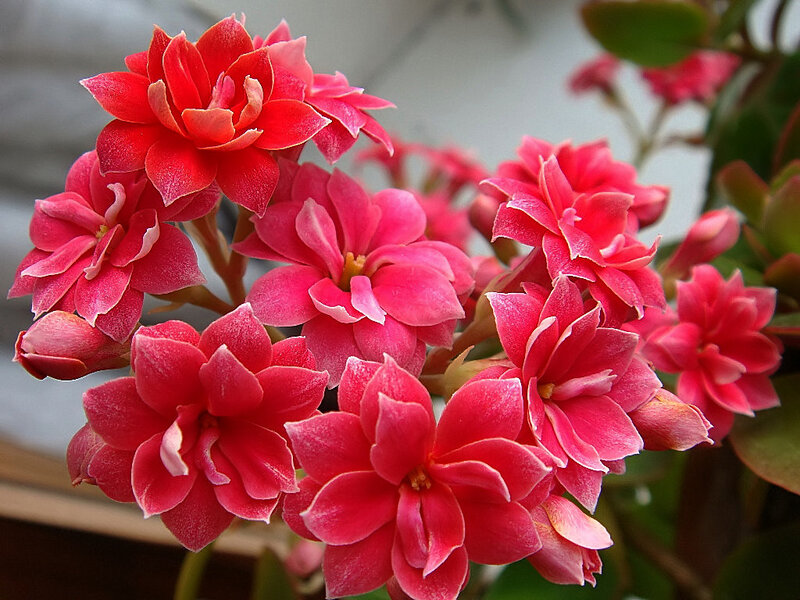 Cluster of Pink Kalanchoe Flowers — Vibrant