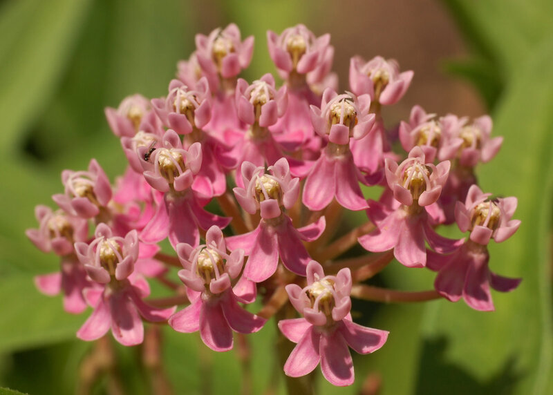 cluster of pink milkweed flowers