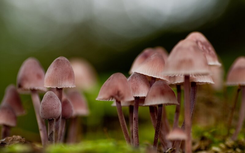 cluster of pink mushrooms