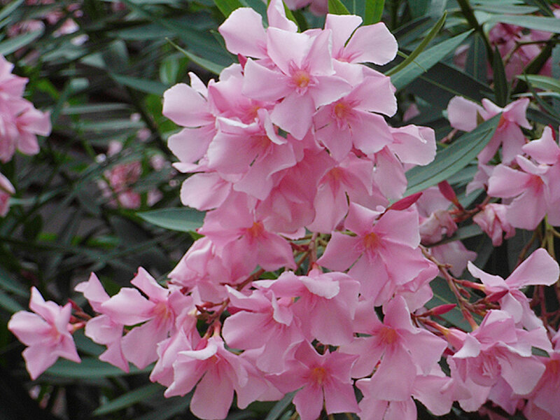 cluster of pink oleander flowers