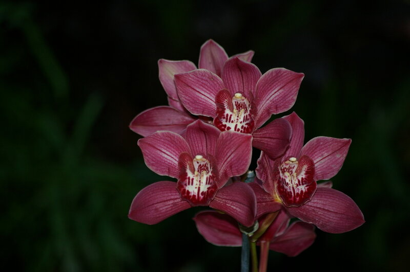 Cluster of Pink Orchids — Dramatic