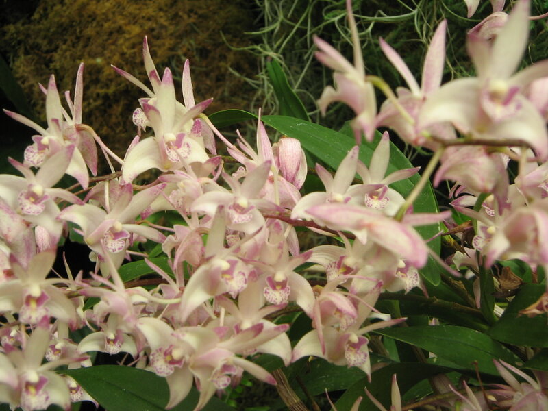 cluster of pink orchids