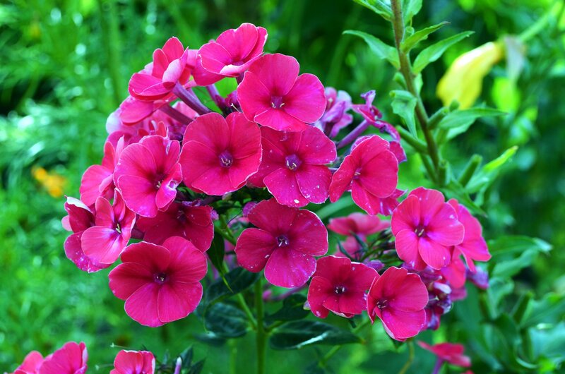 Cluster of Pink Phlox Flowers