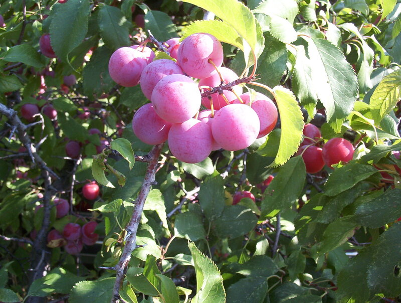 Cluster of Pink Plums