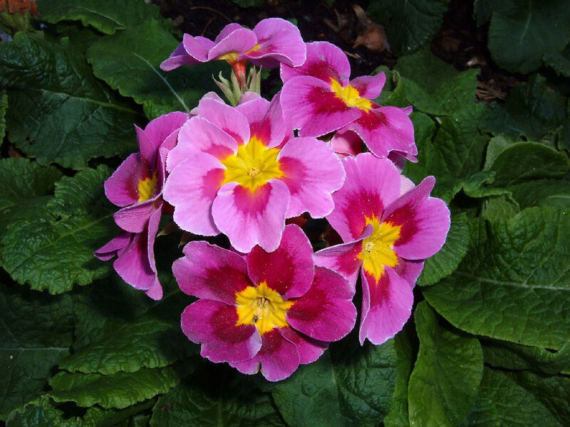 cluster of pink primroses