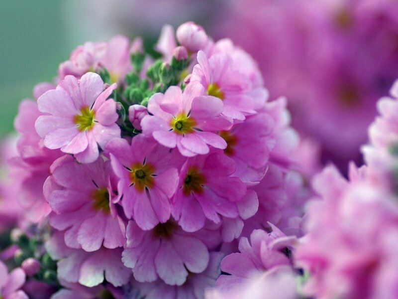 Cluster of Pink Primroses — Calm