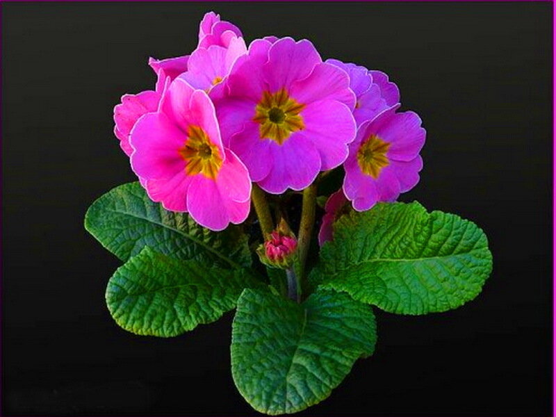 Cluster of Pink Primroses — Dramatic
