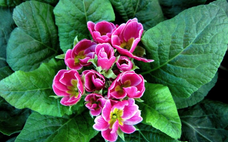 Cluster of Pink Primroses — Natural