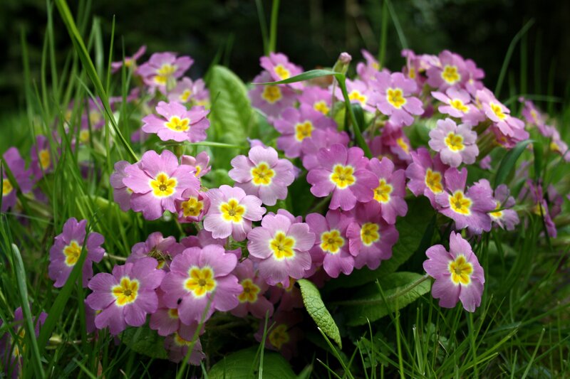 cluster of pink primroses