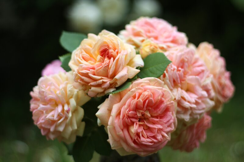 cluster of pink roses