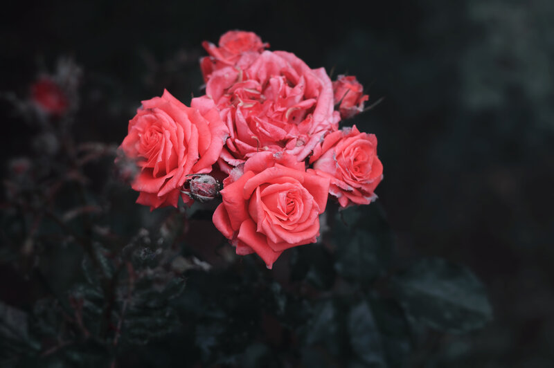 cluster of pink roses