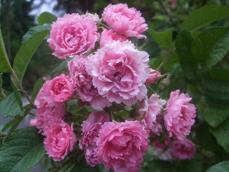 cluster of pink roses