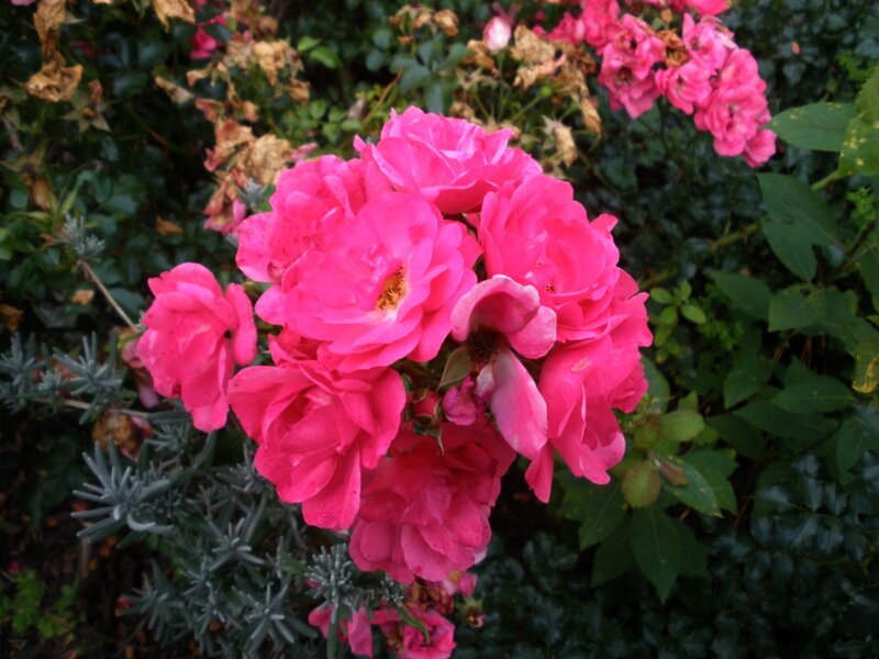 cluster of pink roses