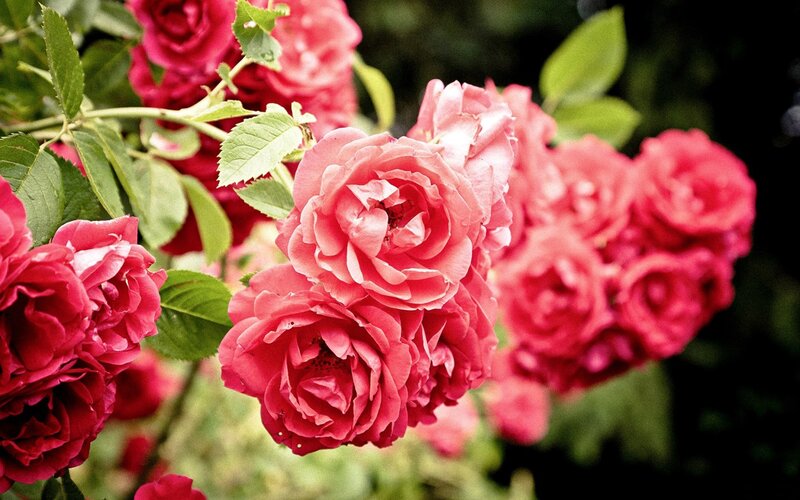 cluster of pink roses
