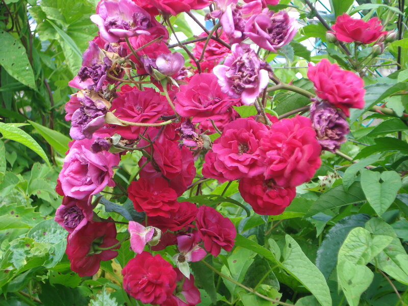 cluster of pink roses