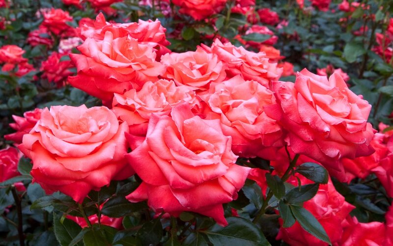 Cluster of Pink Roses — Calm, Afternoon, Photograph