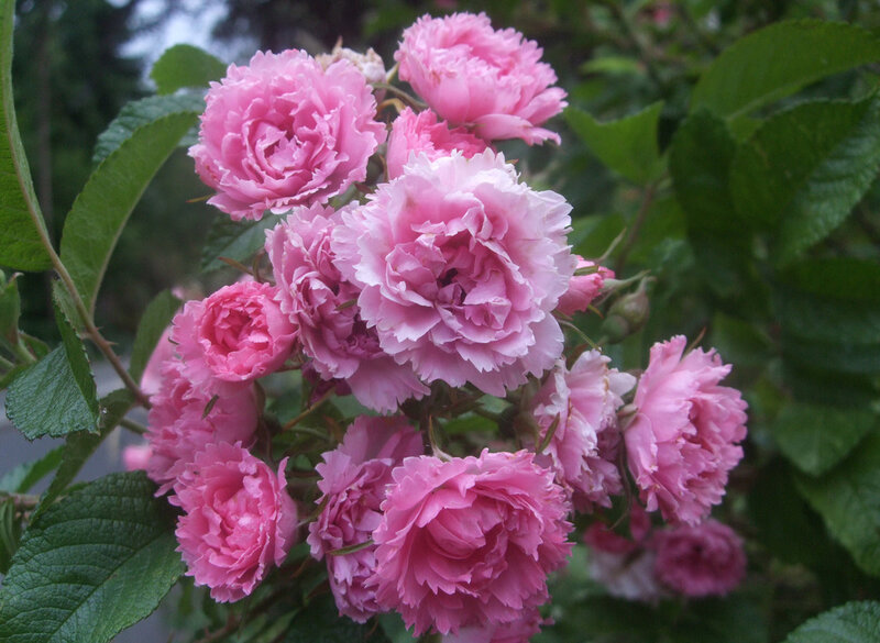 Cluster of Pink Roses — Calm, Spring
