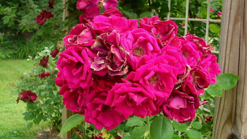 Cluster of Pink Roses — Calm, Summer