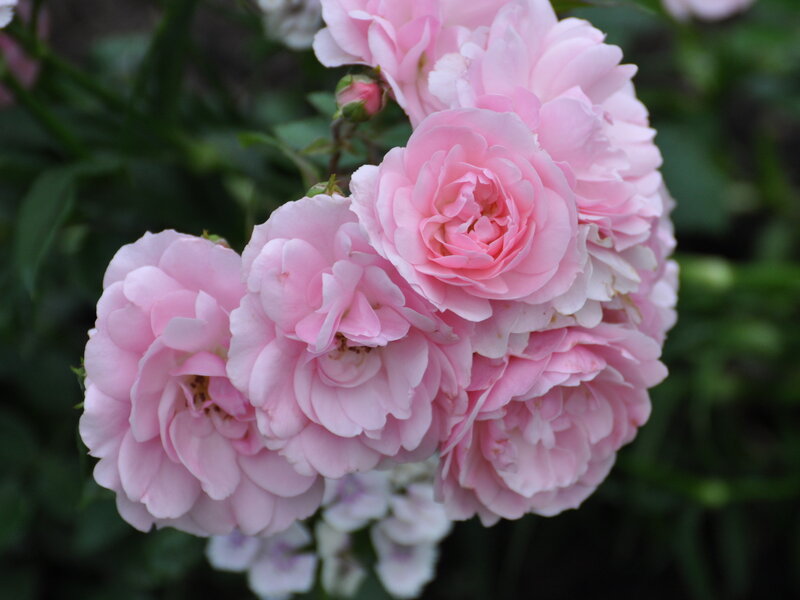 Cluster of Pink Roses — Calm