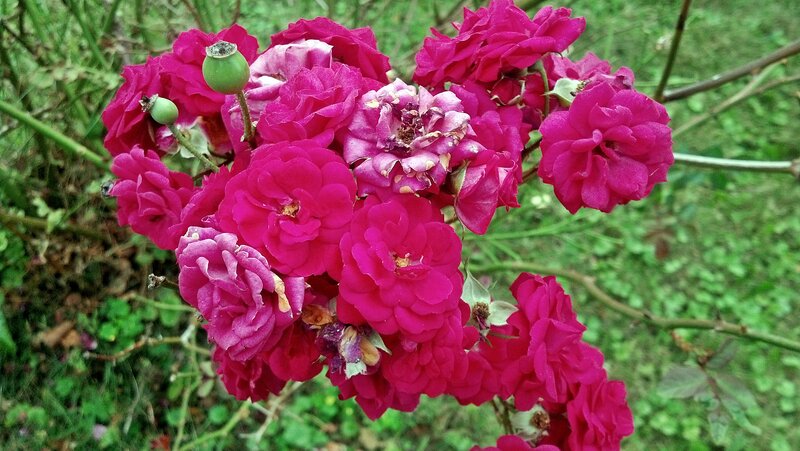 Cluster of Pink Roses — Natural