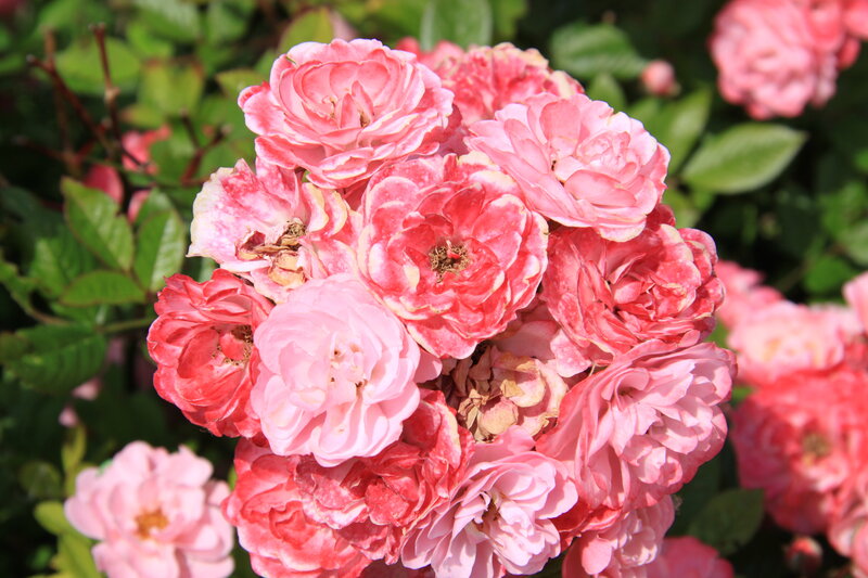 Cluster of Pink Roses — Serene, Afternoon, Photograph