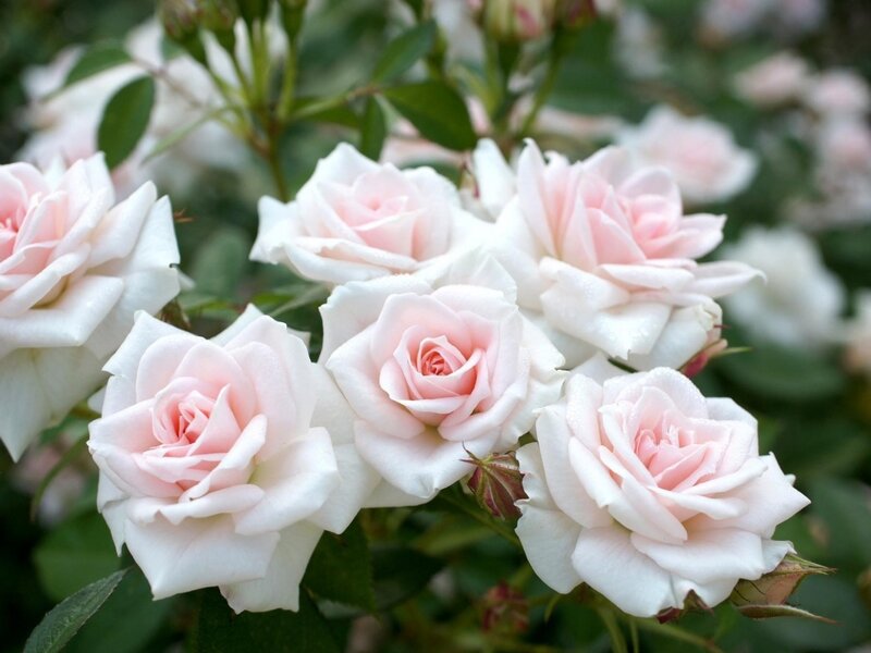 Cluster of Pink Roses — Serene, Spring