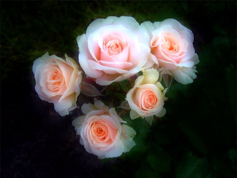 Cluster of Pink Roses — Serene