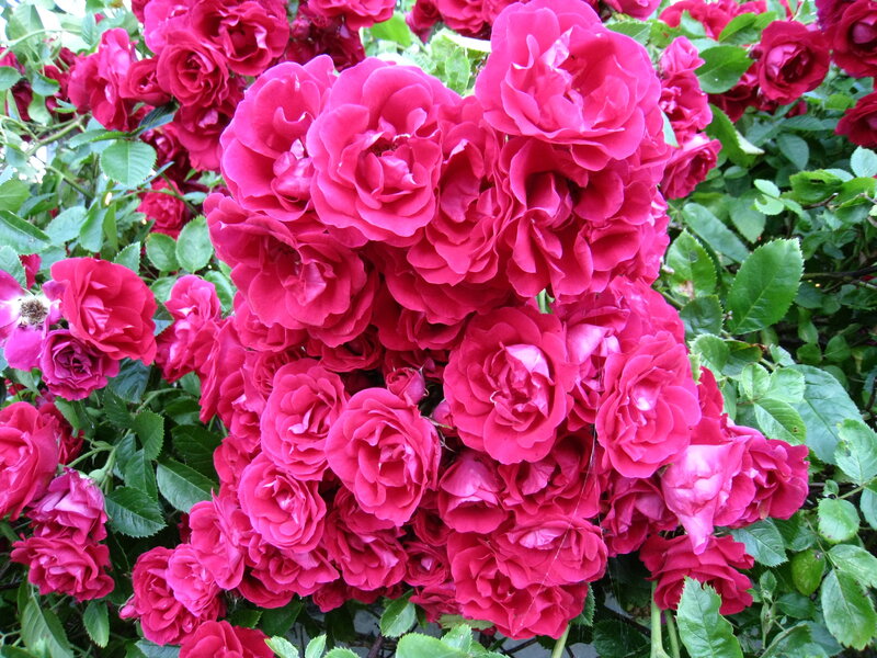 Cluster of Pink Roses — Vibrant