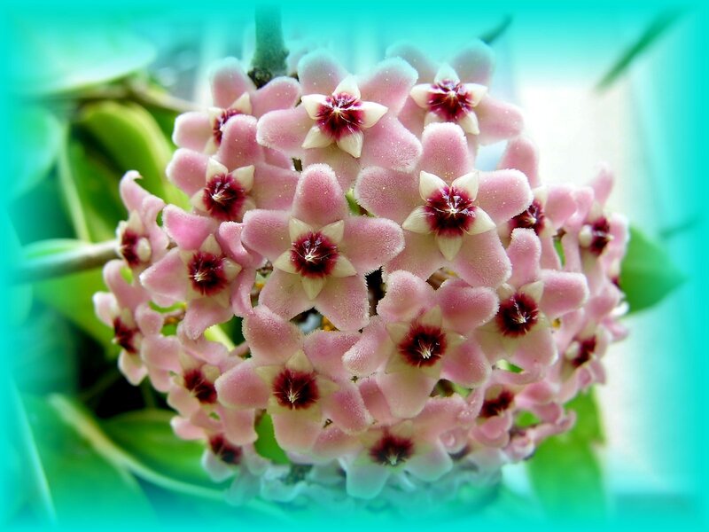 cluster of pink star-shaped flowers