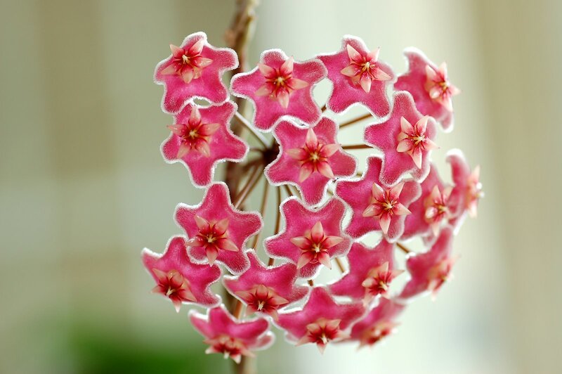cluster of pink star-shaped flowers