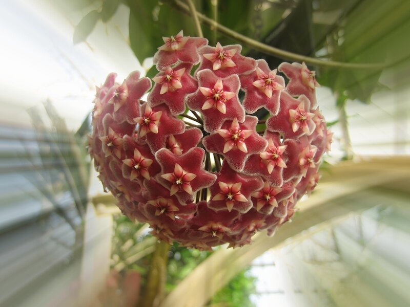 cluster of pink star-shaped flowers