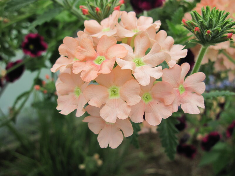 Cluster of Pink Verbena Flowers