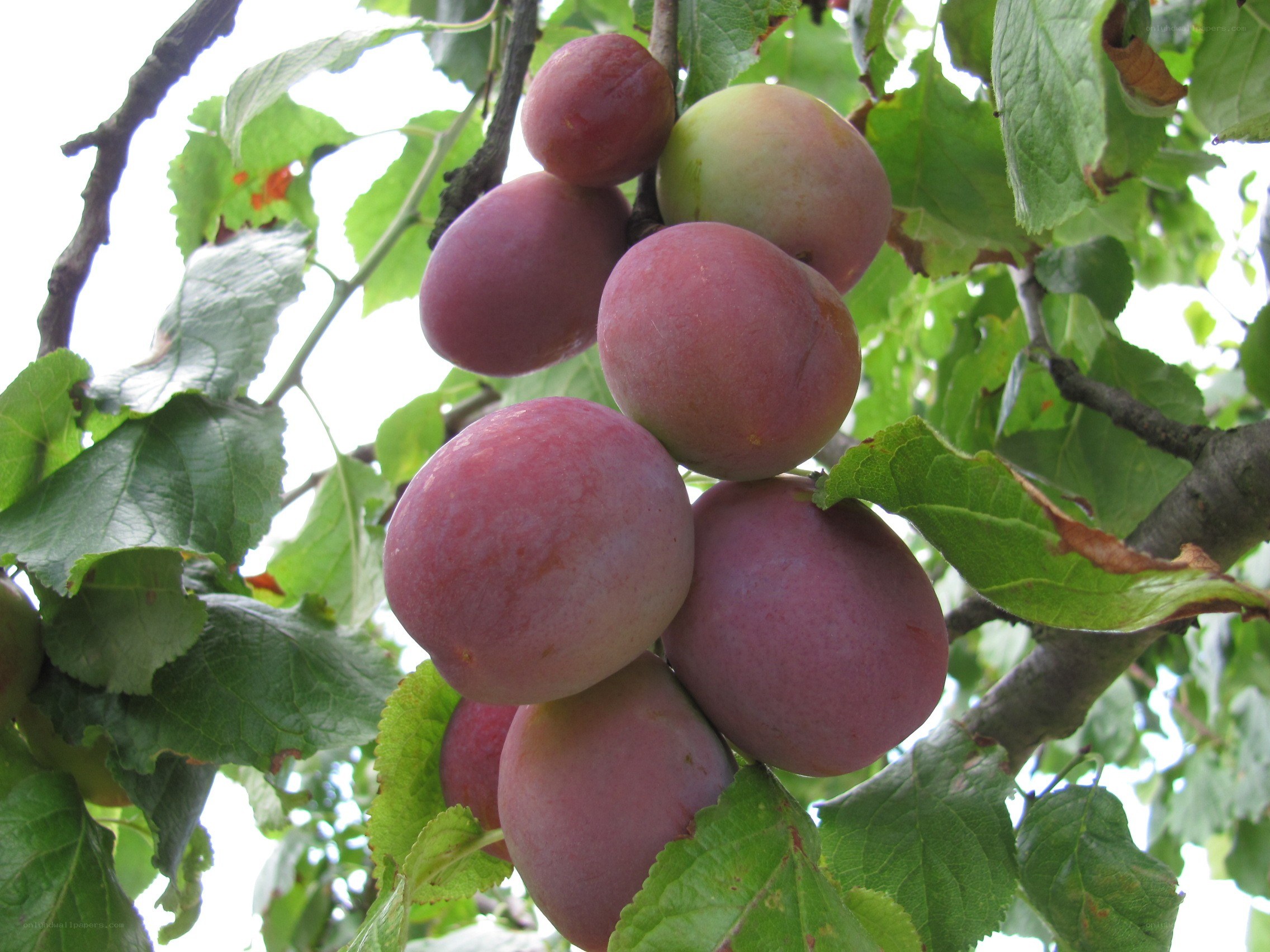 cluster of plums on a tree
