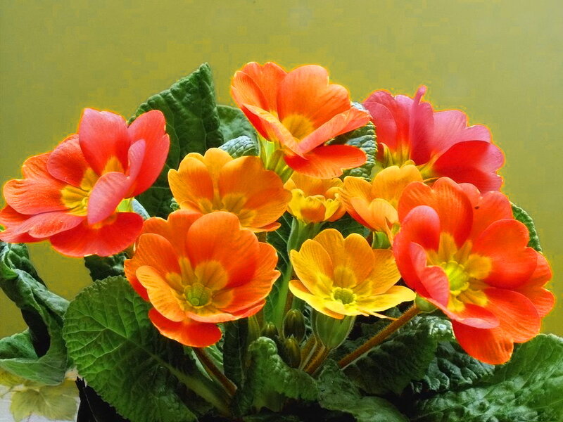 Cluster of Primrose Flowers — Orange