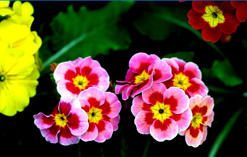 Cluster of Primrose Flowers — Pink