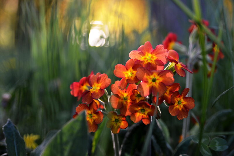 Cluster of Primrose Flowers — Red