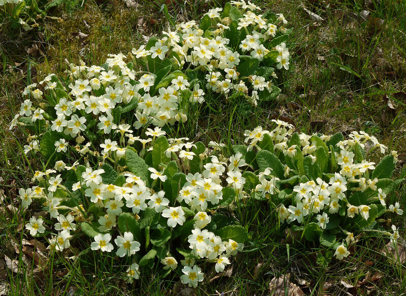 Cluster of Primrose Flowers — White