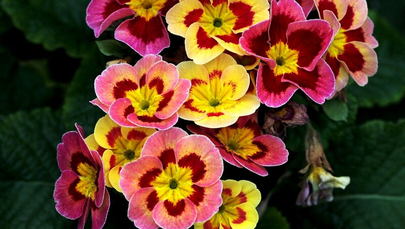Cluster of Primrose Flowers — Yellow