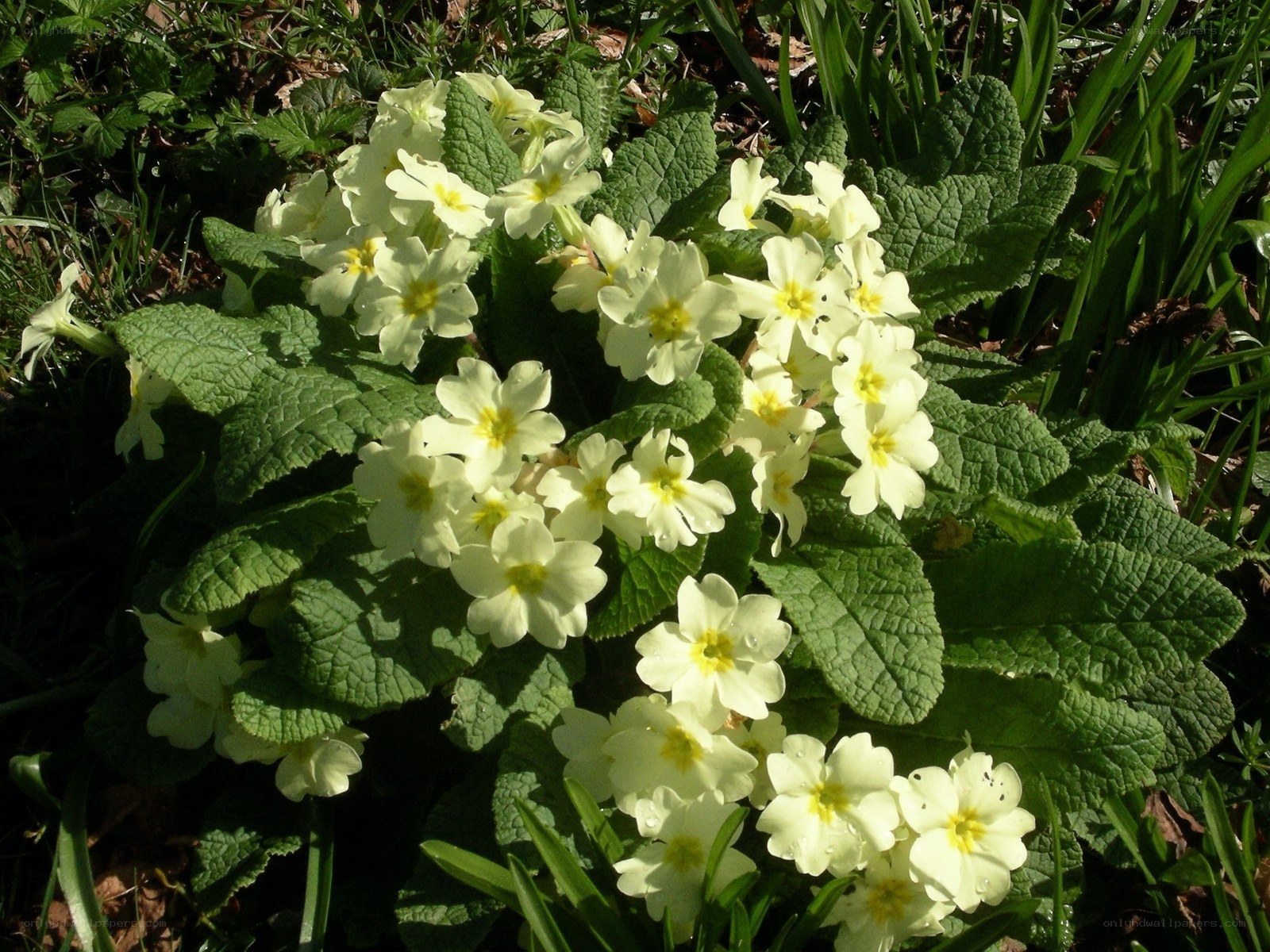 cluster of primrose flowers