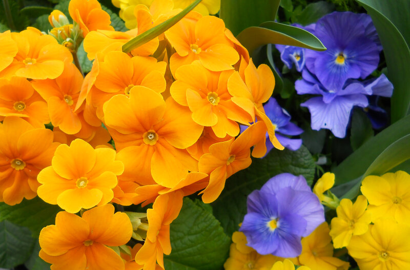 Cluster of Primroses