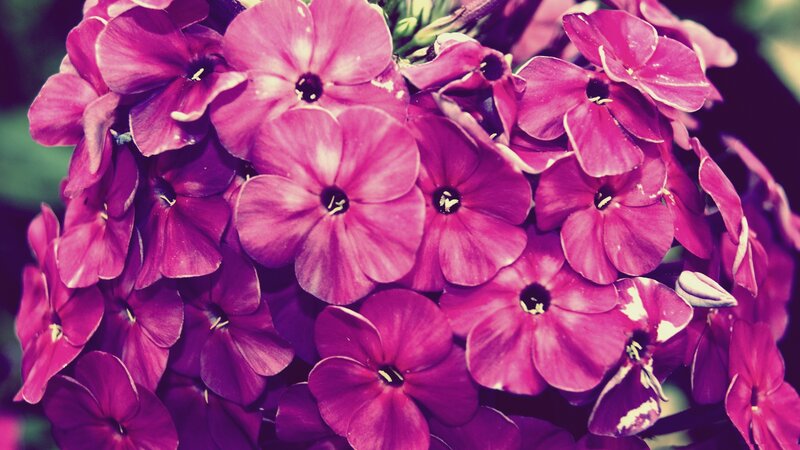 cluster of purple flowers