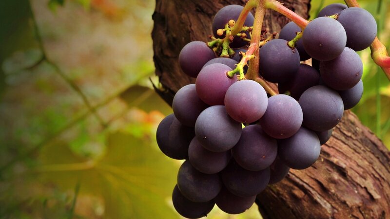 Cluster of Purple Grapes — Natural