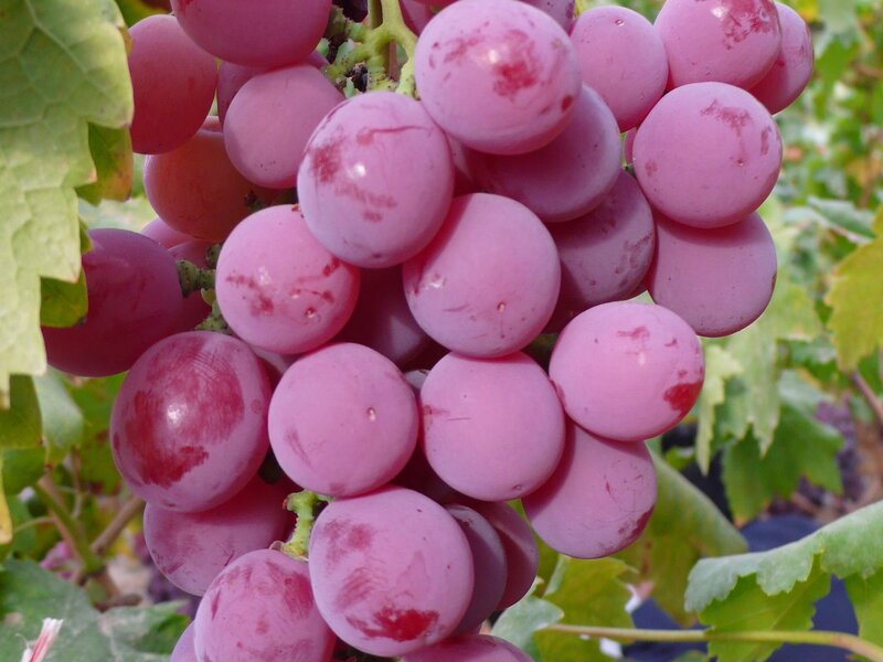 cluster of purple grapes