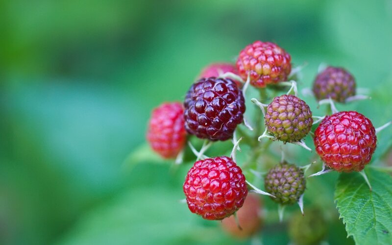 Cluster of Raspberries — Red, Natural